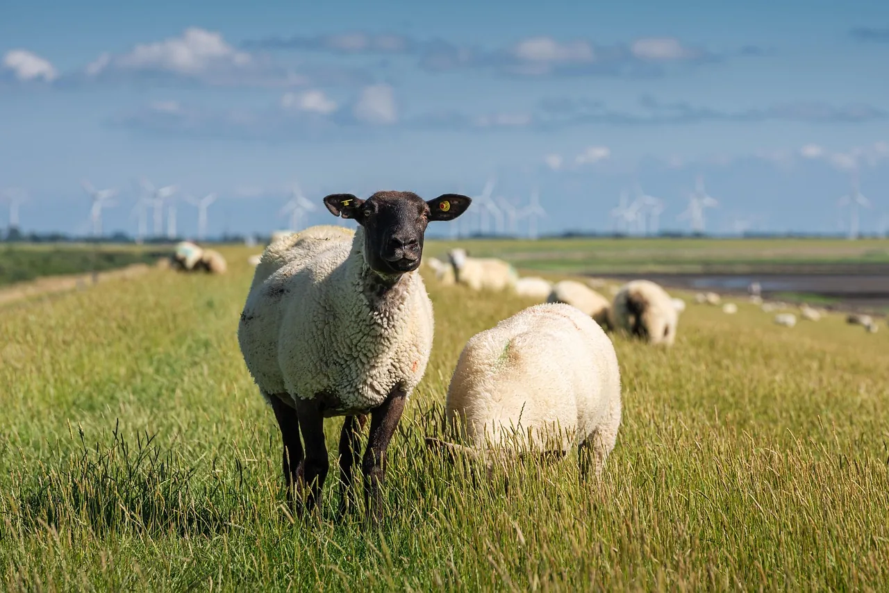 Federal judge orders Pentagon to resume wind farm evaluations